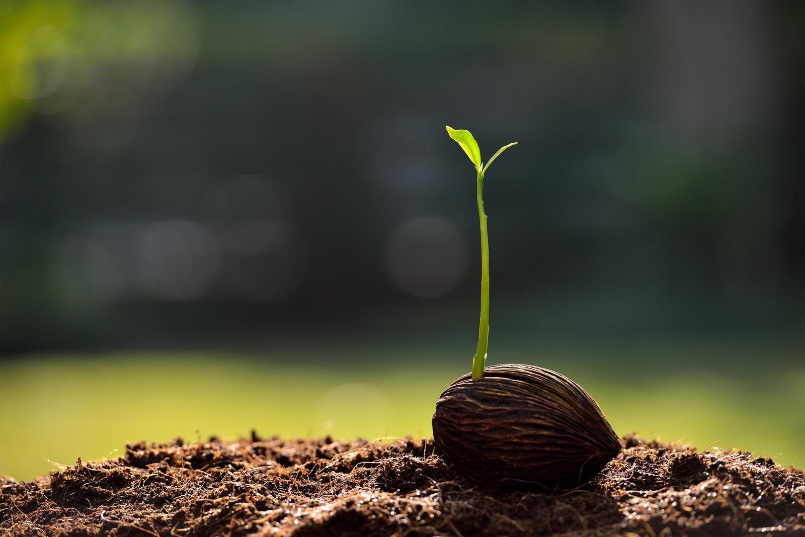 A seedling sprouting from a seed in rich soil